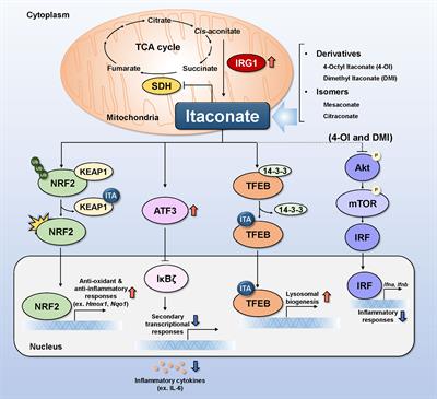 Itaconate family-based host-directed therapeutics for infections